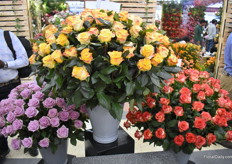 The 3 eyecatchers on NIRPS’s stand from left to right; Indigo, Easy Fashion, and Progress. Easy Fashion is well-known yet but Indigo and Progress are only introduced this year.